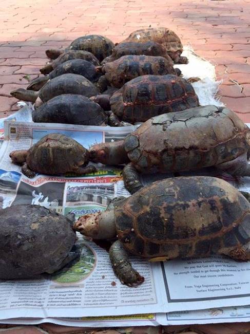 ปล่อยเต่าบกลงน้ำ ปล่อยเต่าบกลงน้ำ