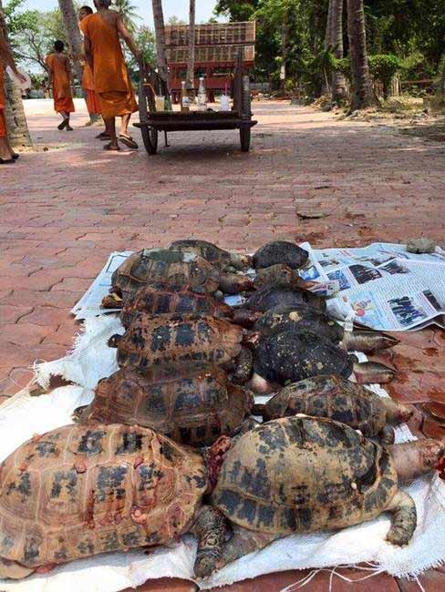 ปล่อยเต่าบกลงน้ำ ปล่อยเต่าบกลงน้ำ