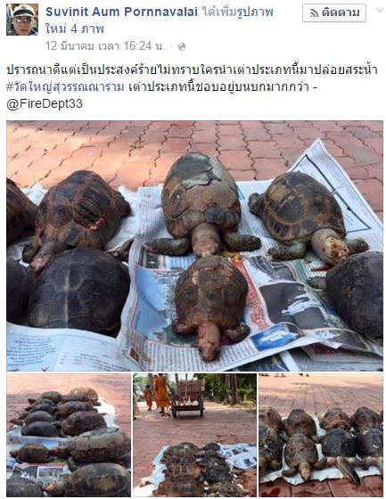 ปล่อยเต่าบกลงน้ำ ปล่อยเต่าบกลงน้ำ