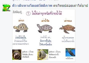 ปล่อยเต่าบกลงน้ำ ปล่อยเต่าบกลงน้ำ