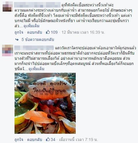 ปล่อยเต่าบกลงน้ำ ปล่อยเต่าบกลงน้ำ