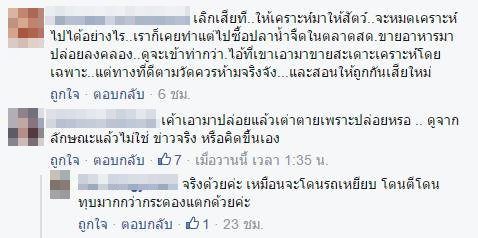 ปล่อยเต่าบกลงน้ำ ปล่อยเต่าบกลงน้ำ