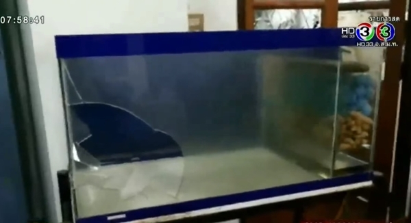 สาวหน้ามืดหน้าฟาดตู้ปลาตาย สาวหน้ามืดหน้าฟาดตู้ปลาตาย