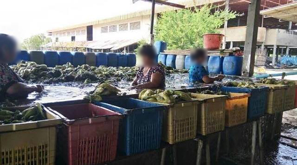 เบื้องหลังการทำผักกาดดอง เบื้องหลังการทำผักกาดดอง