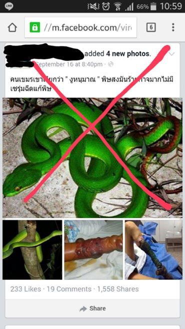 งูหนุมารพิษร้าย กัดจนขาไหม้ งูหนุมารพิษร้าย กัดจนขาไหม้