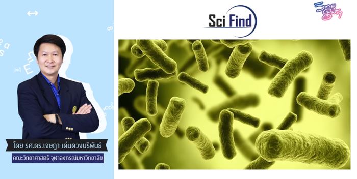 ข้าวผัดค้างคืน ข้าวผัดค้างคืน