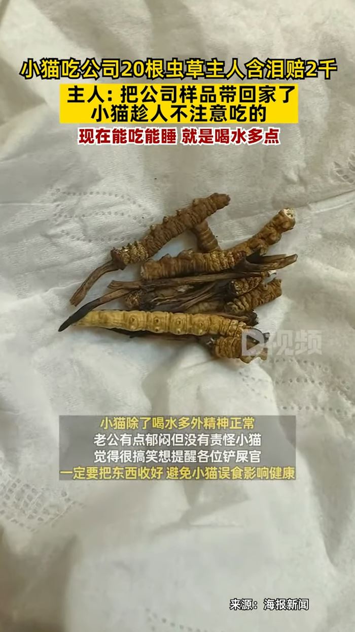 ถั่งเช่าป่า ถั่งเช่าป่า