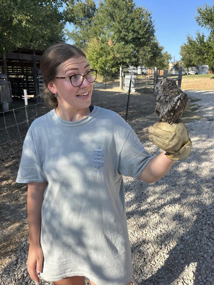 นกฮูก นกฮูก