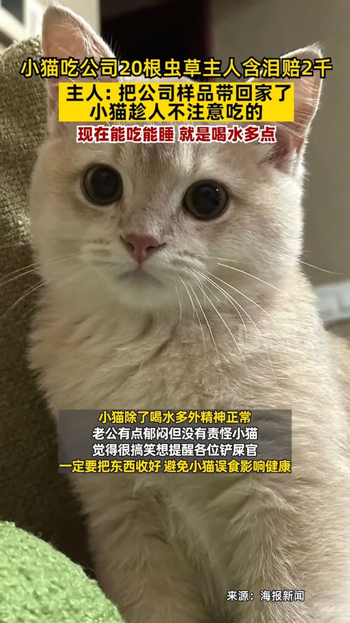 ถั่งเช่าป่า ถั่งเช่าป่า