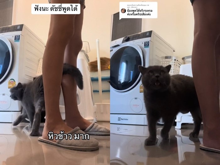 แมวพูด แมวพูด