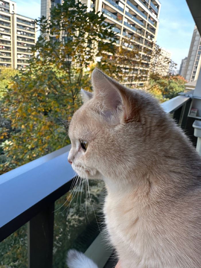 ถั่งเช่าป่า ถั่งเช่าป่า