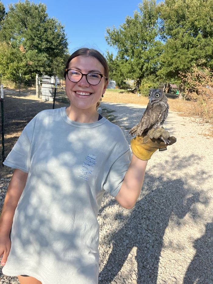 นกฮูก นกฮูก