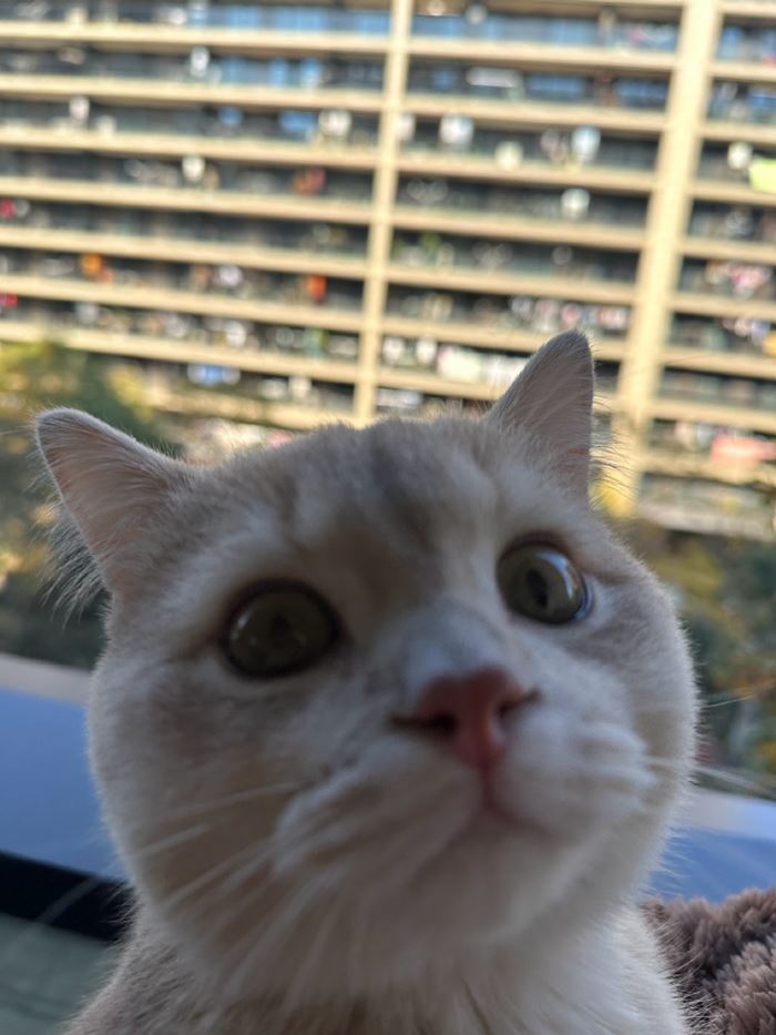 ถั่งเช่าป่า ถั่งเช่าป่า