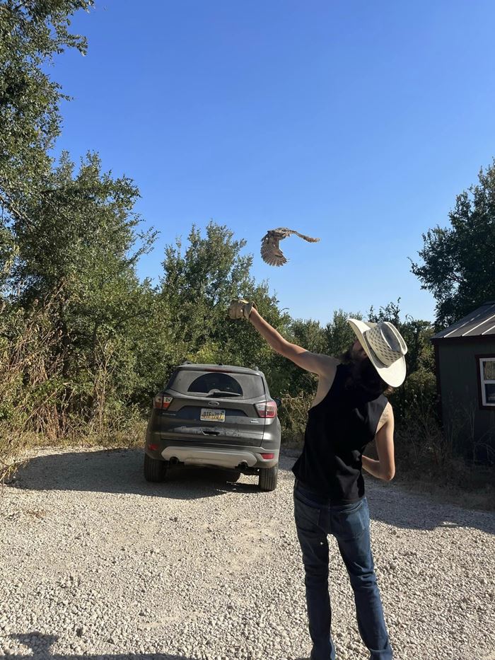 นกฮูก นกฮูก