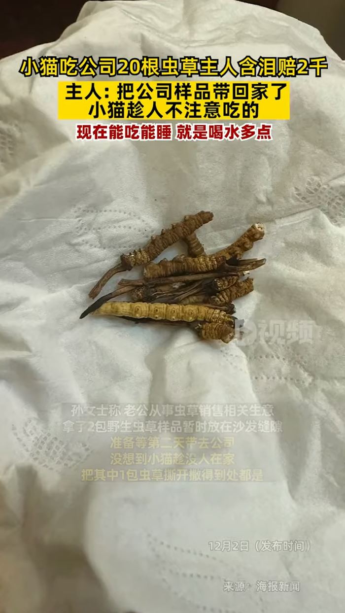 ถั่งเช่าป่า ถั่งเช่าป่า