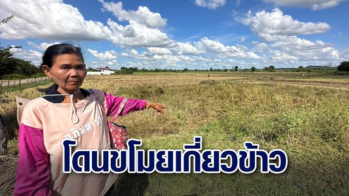 มาเฟียที่นา มาเฟียที่นา