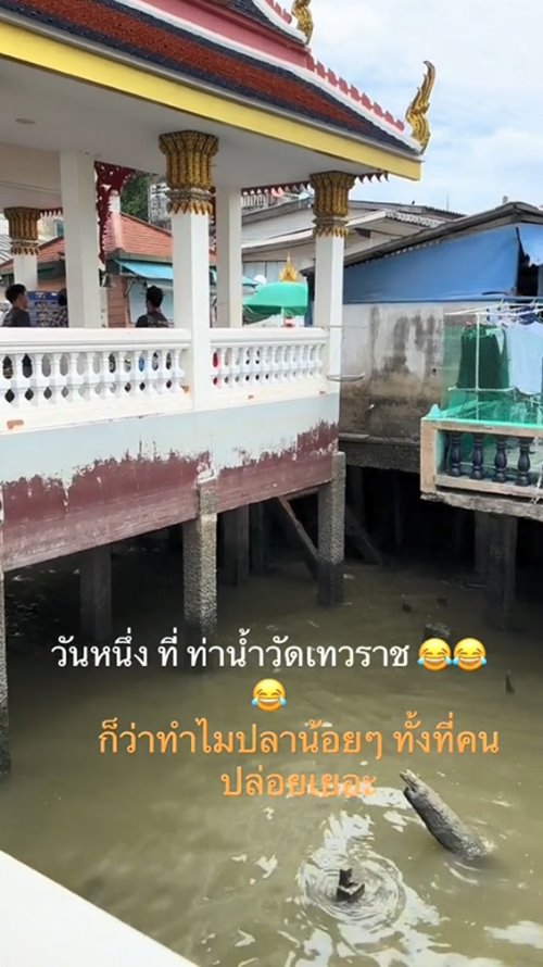 ปล่อยปลา ปล่อยปลา