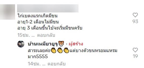 ไก่เบตง ไก่เบตง