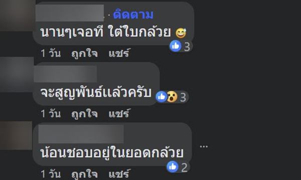 ค้างคาวสีส้ม ค้างคาวสีส้ม