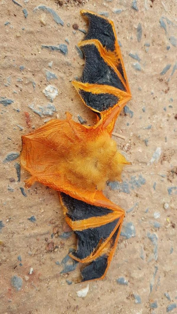 ค้างคาวสีส้ม ค้างคาวสีส้ม