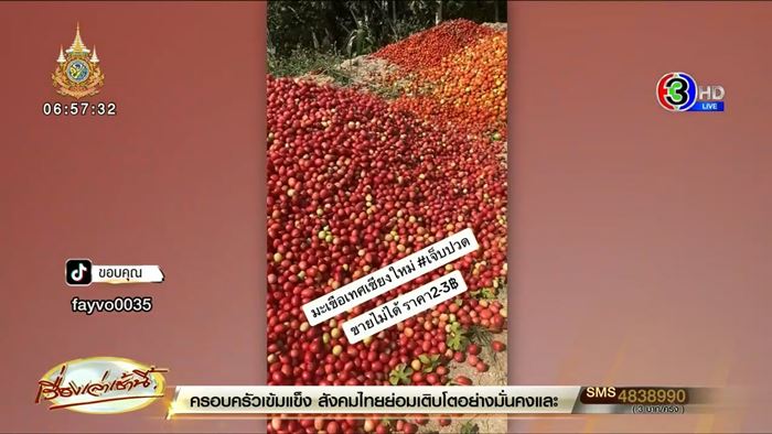 แม่ค้าเทมะเขือเทศทิ้งวันละพันตะกร้า พ้อขายไม่ได้ ราคาตกฮวบ แม่ค้าเทมะเขือเทศทิ้งวันละพันตะกร้า พ้อขายไม่ได้ ราคาตกฮวบ