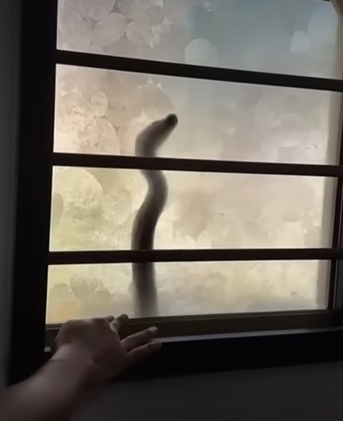 เจ้าของบ้านสะดุ้ง เสียงเคาะปริศนาดังข้างหน้าต่าง เจ้าของบ้านสะดุ้ง เสียงเคาะปริศนาดังข้างหน้าต่าง