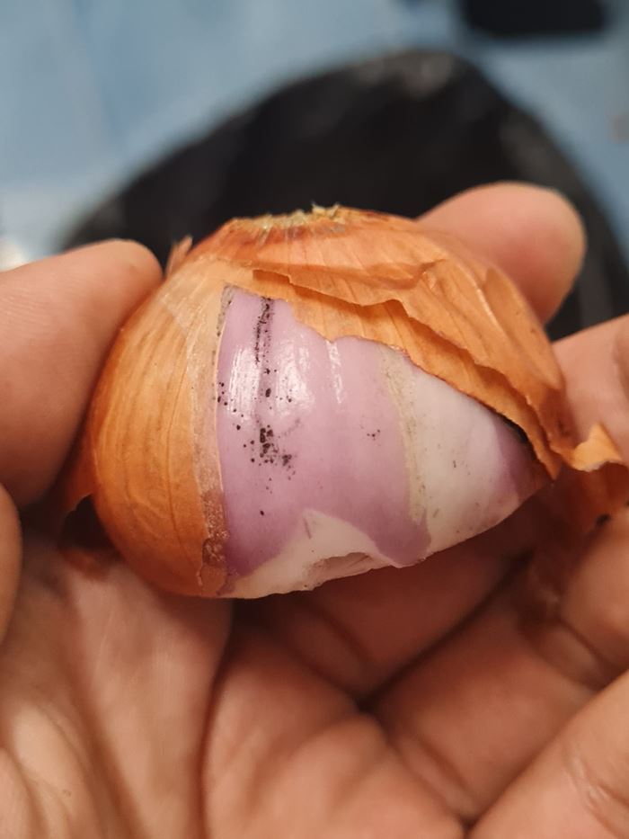 กระเทียม-หอม มีจุดราดำ เตือนสนั่นเสี่ยงสารก่อมะเร็ง กระเทียม-หอม มีจุดราดำ เตือนสนั่นเสี่ยงสารก่อมะเร็ง