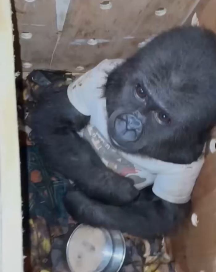 ลูกกอริลลา นั่งตาแป๋วในกรง ลูกกอริลลา นั่งตาแป๋วในกรง