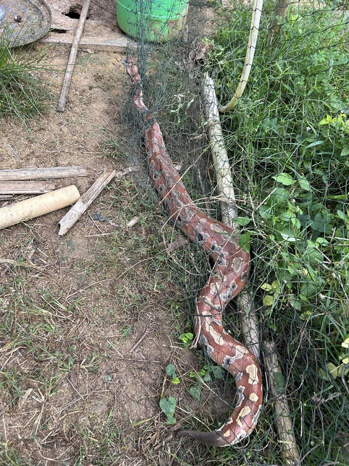 งูหลามปากเป็ด งูหลามปากเป็ด