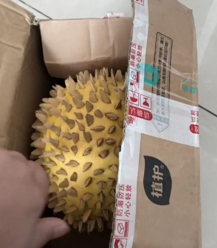 ทุเรียนปลอม ทุเรียนปลอม