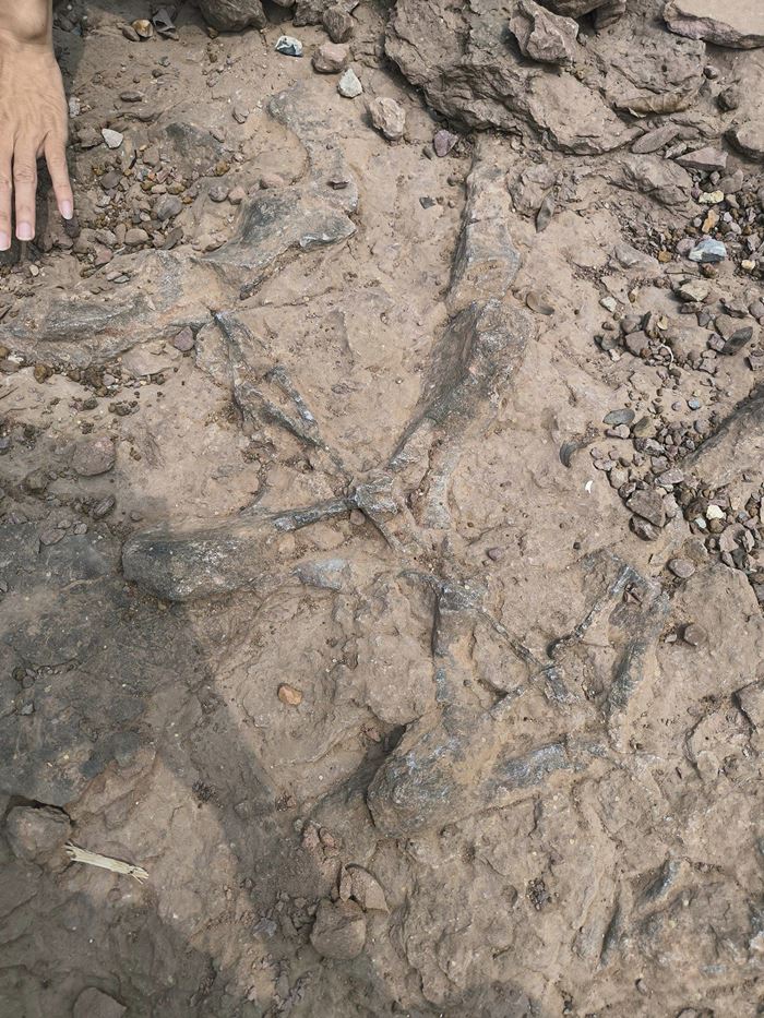 กระดูกไดโนเสาร์ กระดูกไดโนเสาร์