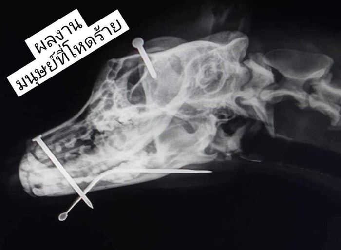 ทารุณกรรมสัตว์ ทารุณกรรมสัตว์