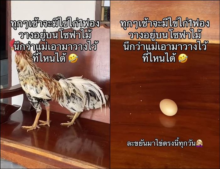 ออกไข่บนโซฟา ออกไข่บนโซฟา