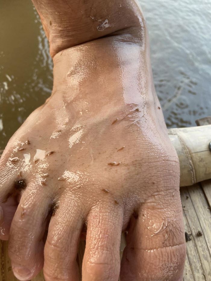 ปลิงเข็ม ปลิงเข็ม