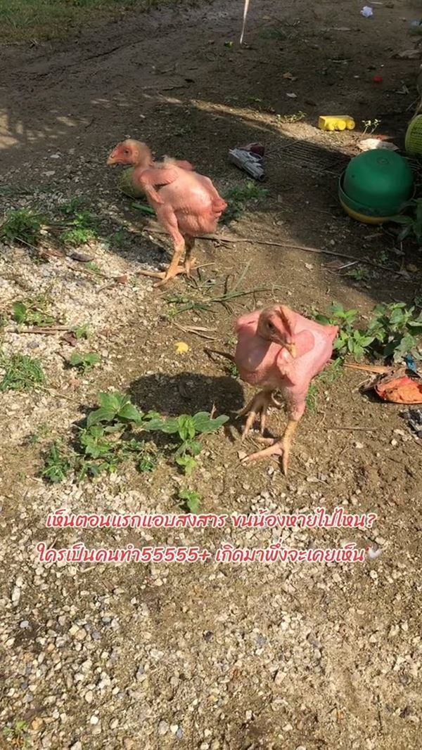 ไก่เบตง ไก่เบตง