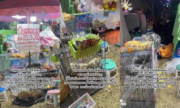 ขายแมวป้อนขนม ขายแมวป้อนขนม