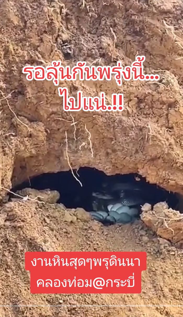 งูเห่ากกไข่ งูเห่ากกไข่
