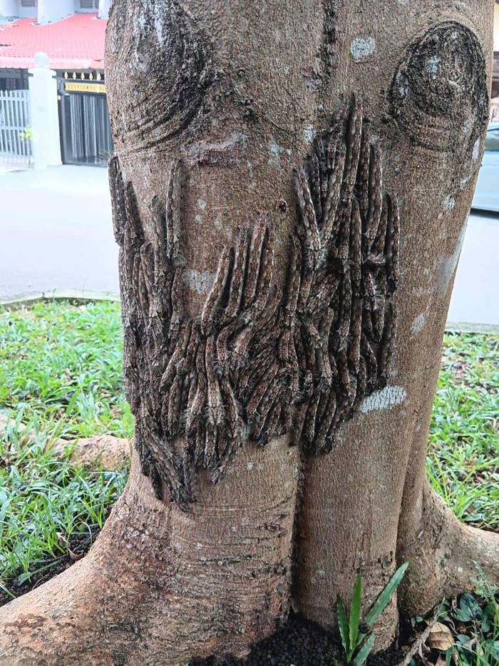 หนอนผีเสื้ หนอนผีเสื้