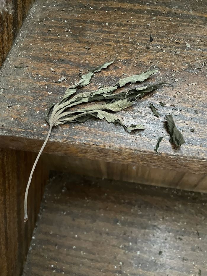 โรงงานกัญชา โรงงานกัญชา