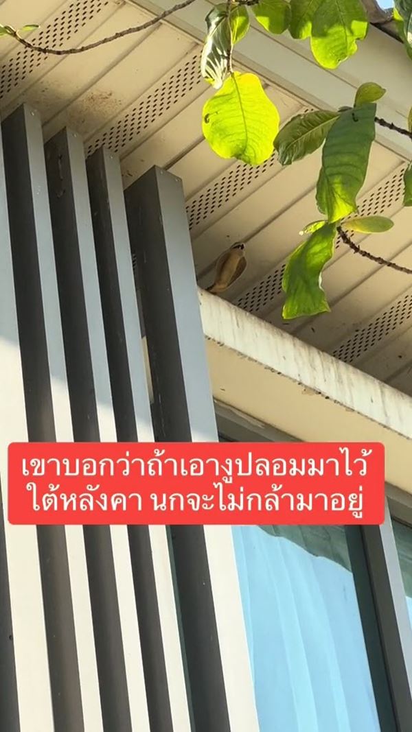 งูปลอม งูปลอม