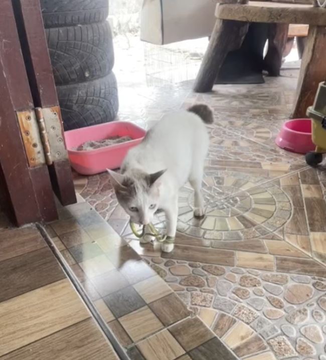 แมวคาบงู แมวคาบงู