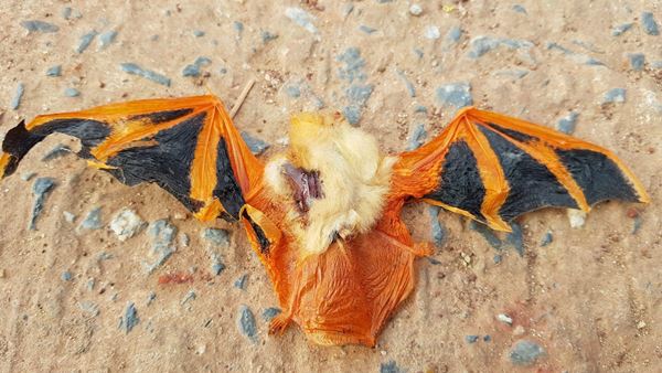 ค้างคาวสีส้ม ค้างคาวสีส้ม