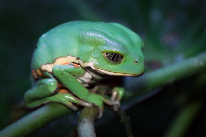 หญิงดับสลด หลังกินพิษกบในพิธีชำระล้างตามความเชื่อ หญิงดับสลด หลังกินพิษกบในพิธีชำระล้างตามความเชื่อ