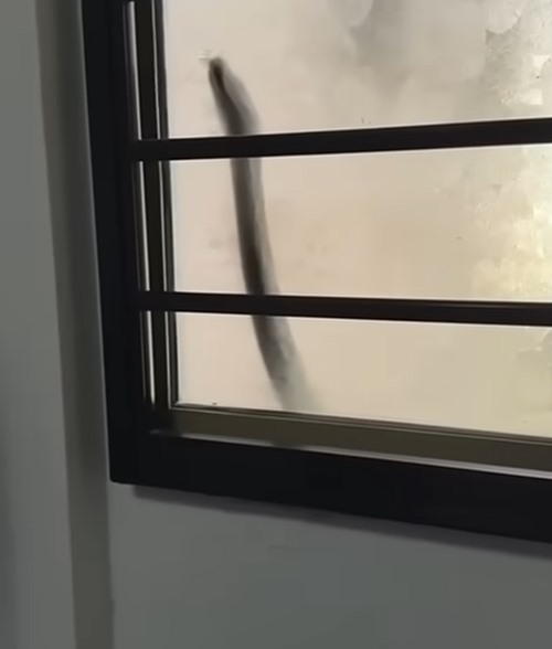 เจ้าของบ้านสะดุ้ง เสียงเคาะปริศนาดังข้างหน้าต่าง เจ้าของบ้านสะดุ้ง เสียงเคาะปริศนาดังข้างหน้าต่าง