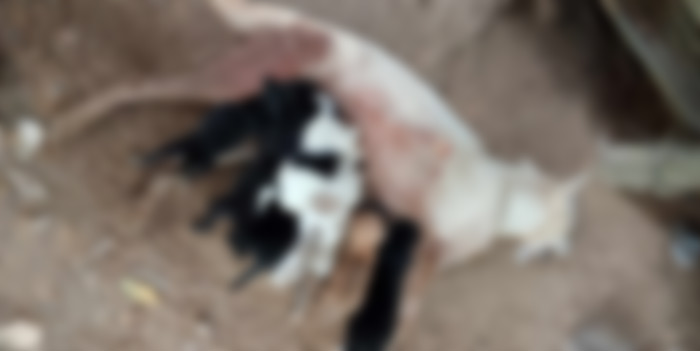 แม่หมาโดนคนใจร้ายยิง ฮึดวิ่งกลับมาให้นมลูก 8 ชีวิต เป็นครั้งสุดท้าย แม่หมาโดนคนใจร้ายยิง ฮึดวิ่งกลับมาให้นมลูก 8 ชีวิต เป็นครั้งสุดท้าย