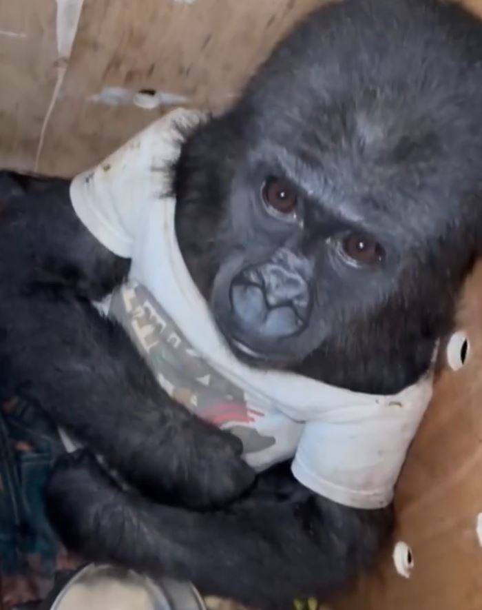 ลูกกอริลลา นั่งตาแป๋วในกรง ลูกกอริลลา นั่งตาแป๋วในกรง