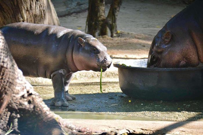 วิทาลิก บูเทอริน มหาเศรษฐีคริปโท บริจาค 10 ล้าน สร้างบ้านใหม่ให้ หมูเด้ง วิทาลิก บูเทอริน มหาเศรษฐีคริปโท บริจาค 10 ล้าน สร้างบ้านใหม่ให้ หมูเด้ง