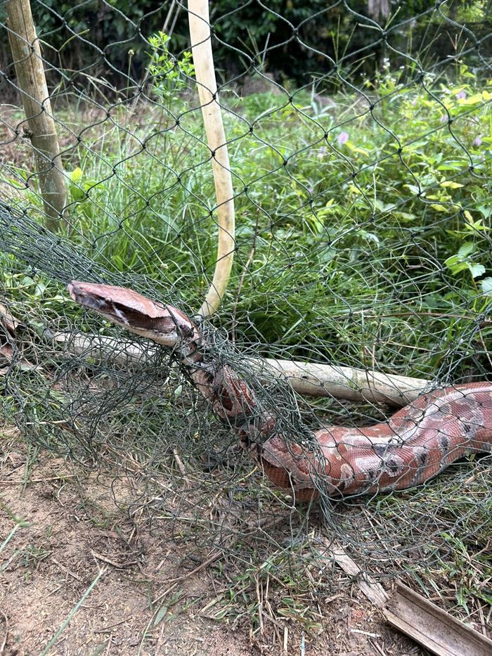 งูหลามปากเป็ด งูหลามปากเป็ด