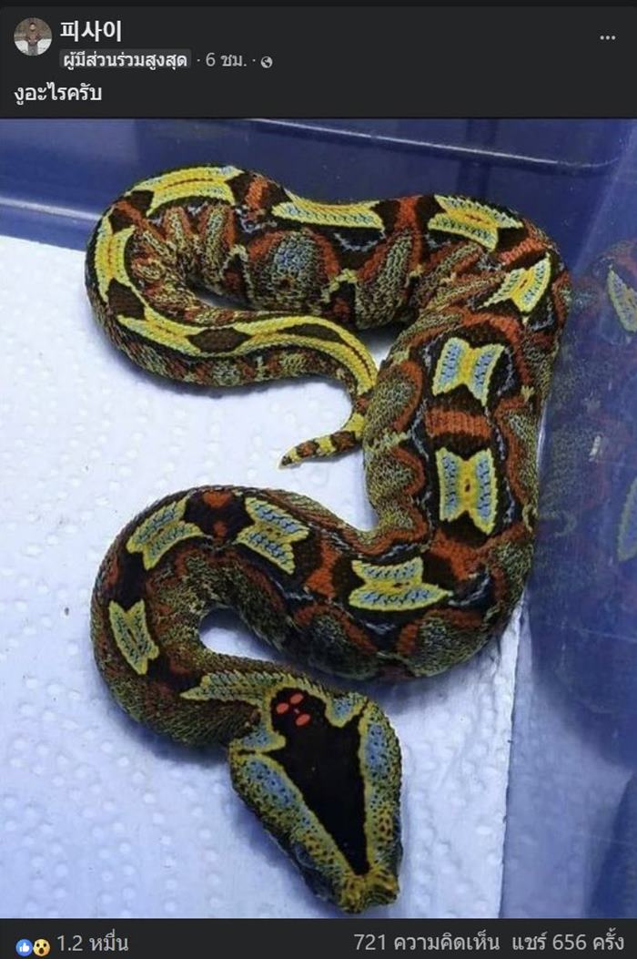 งูสวยงาม งูสวยงาม