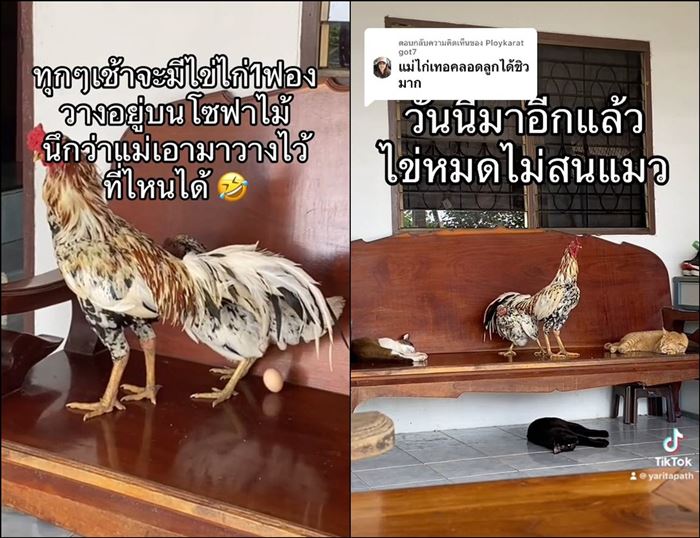 ออกไข่บนโซฟา ออกไข่บนโซฟา